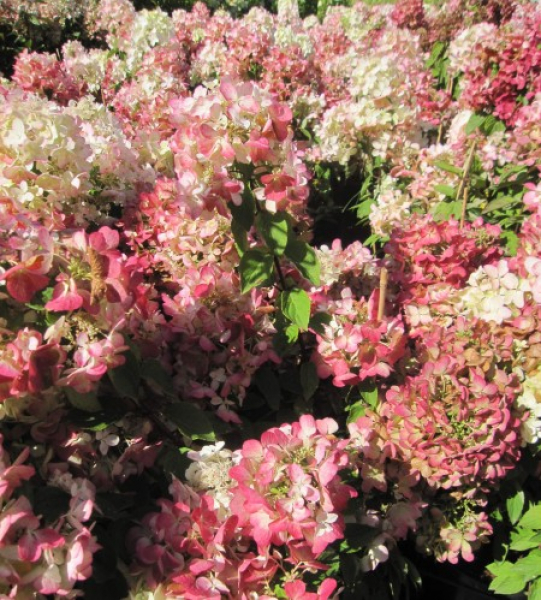 Hydrangea paniculata Diamant Rouge 3
